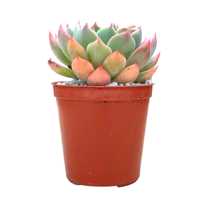 Echeveria minima 'Nanahukumini'