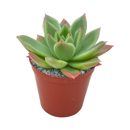 Echeveria agavoides 'Miranda'