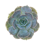Echeveria 'Canada'