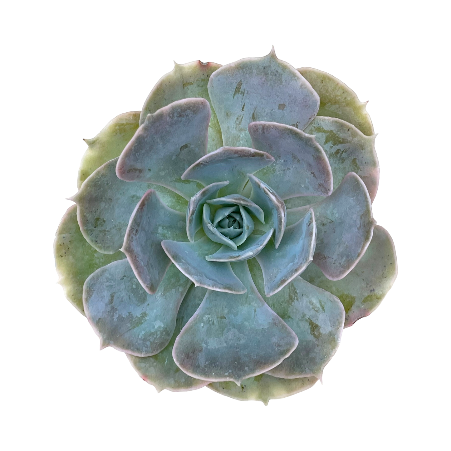 Echeveria 'Canada'