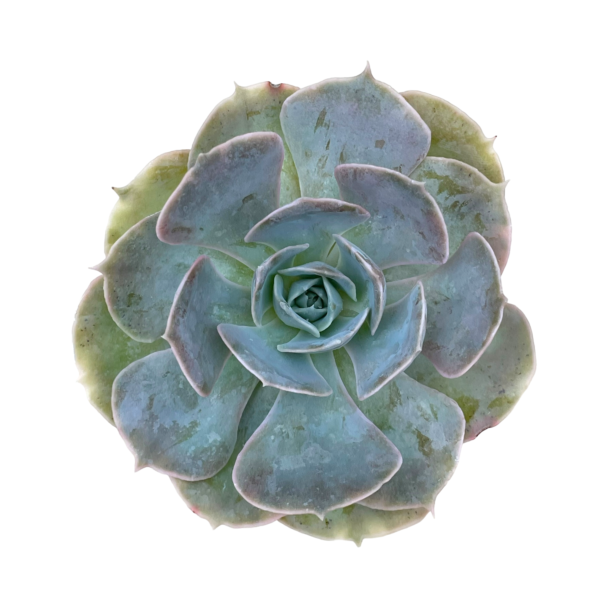 Echeveria 'Canada'