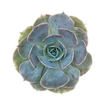 Echeveria 'Canada'