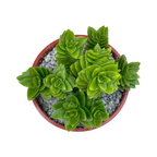 Crassula 'Estagnol'