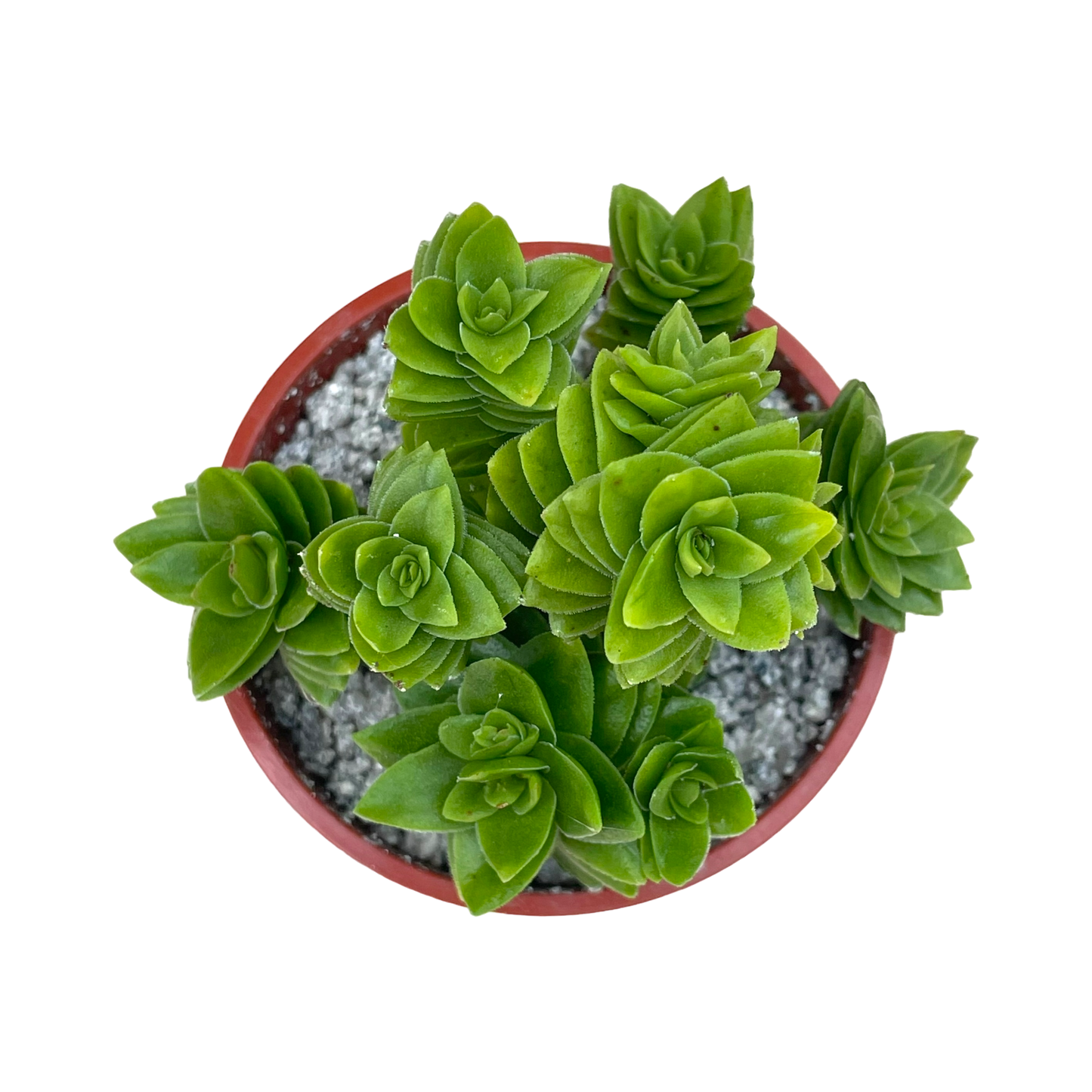 Crassula 'Estagnol'