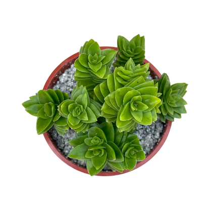 Crassula 'Estagnol'