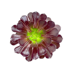 Aeonium 'Garnet'