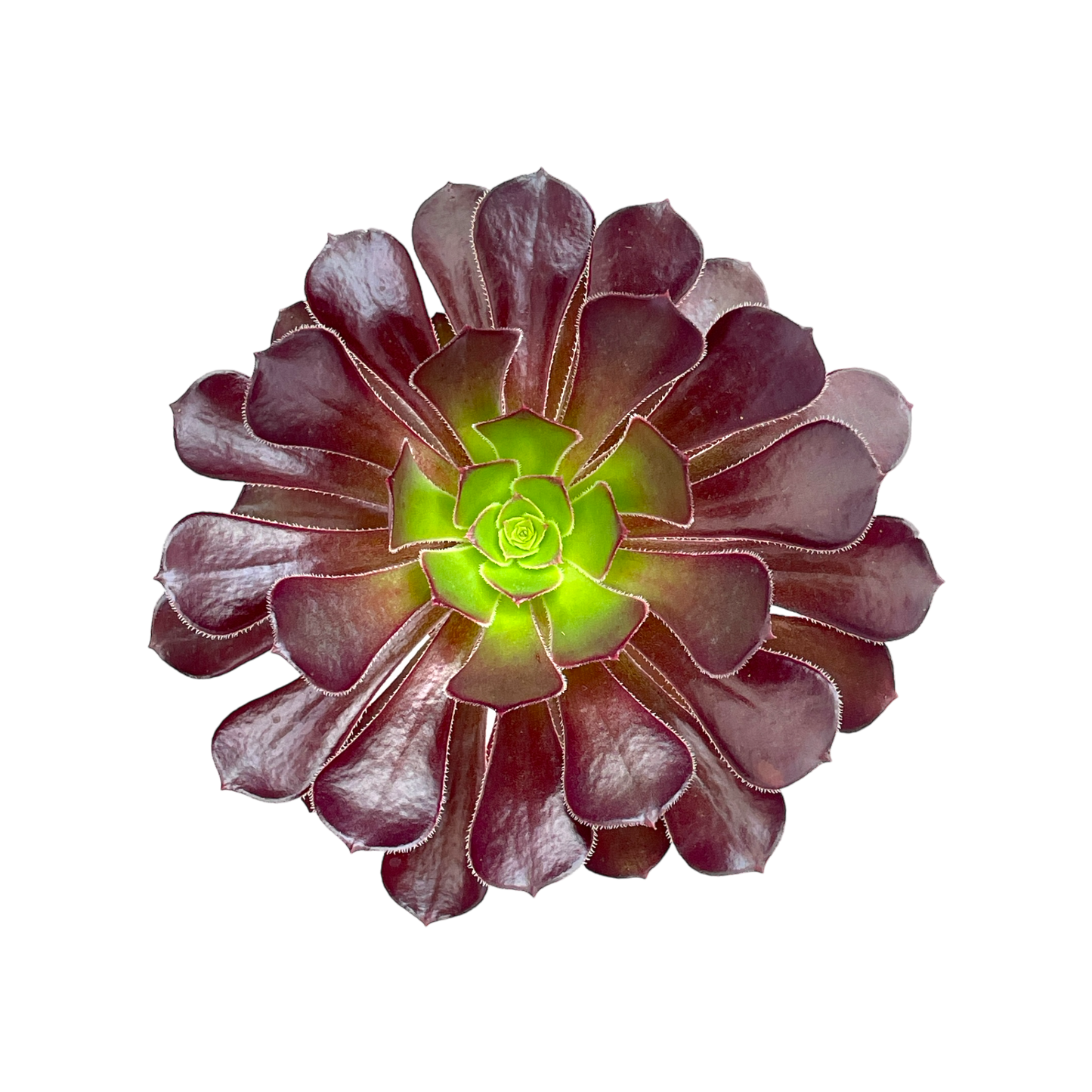 Aeonium 'Garnet'