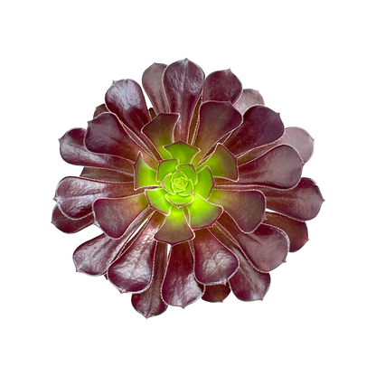 Aeonium 'Garnet'