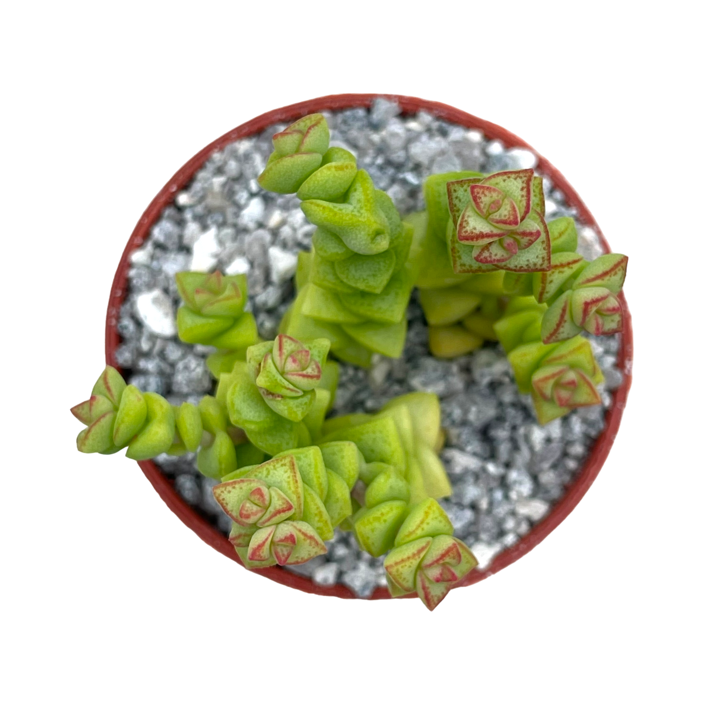 Crassula rupestris var. monticola