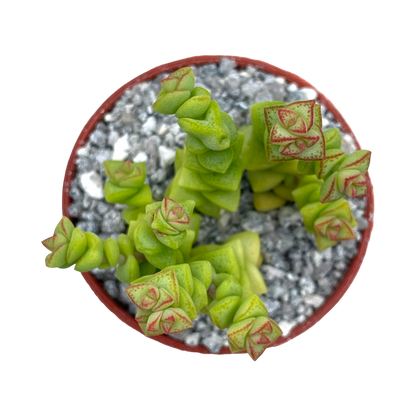 Crassula rupestris var. monticola