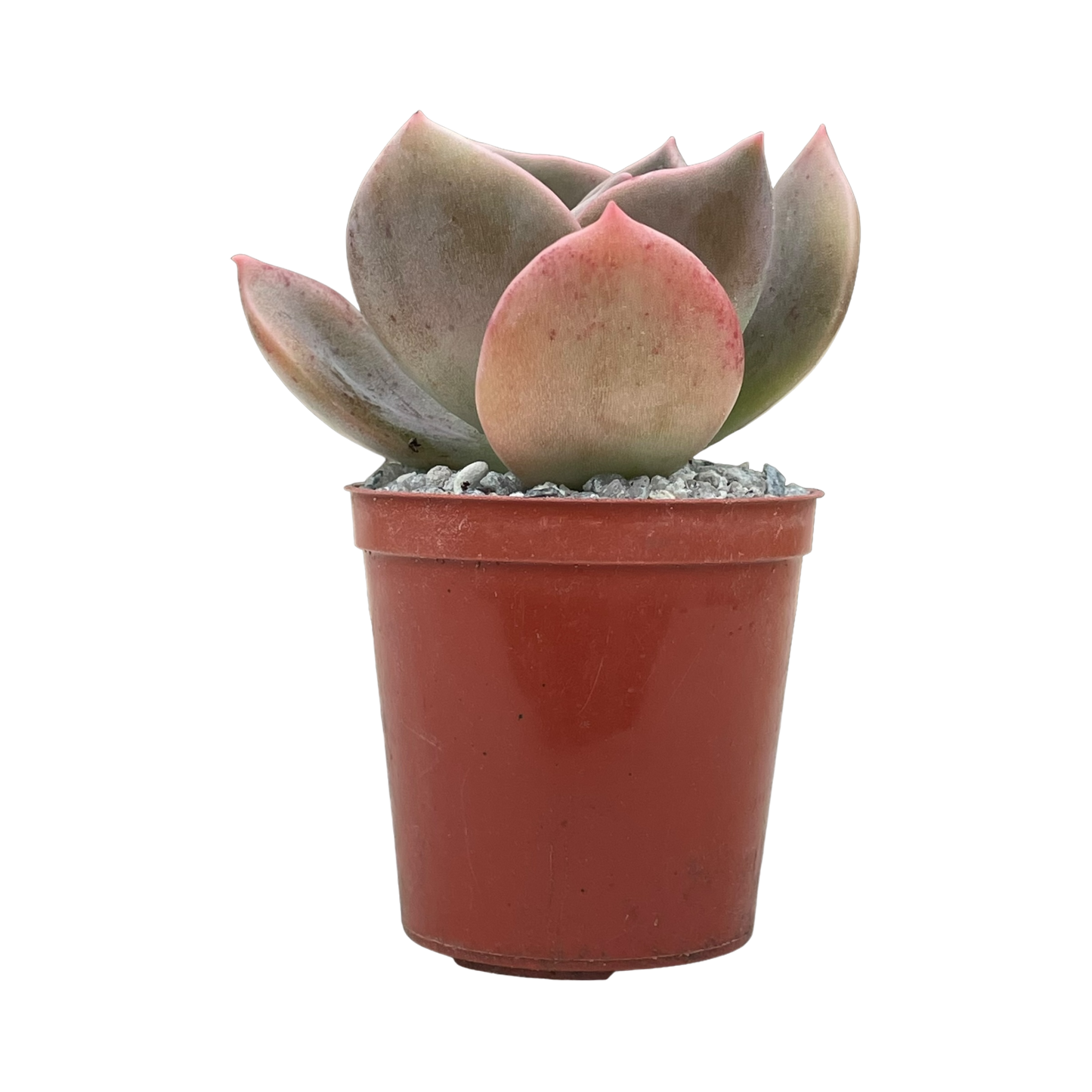 x Graptoveria 'Albert Baynes'