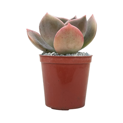 x Graptoveria 'Albert Baynes'