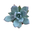 x Pachyveria 'Powder Puff'