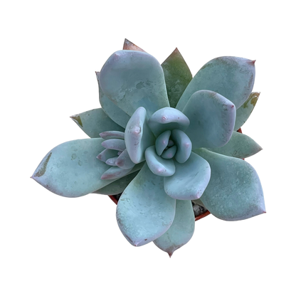 x Pachyveria 'Powder Puff'