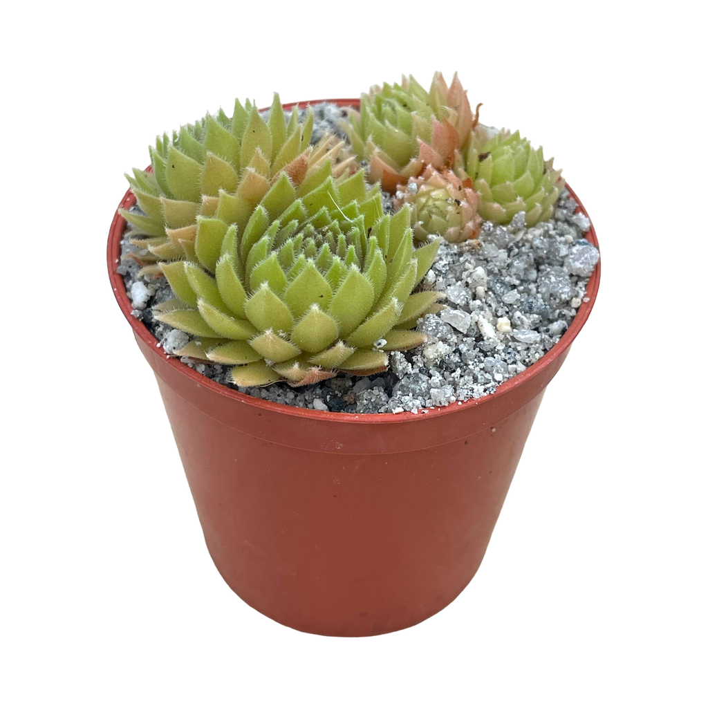 Sempervivum 'Passionata'