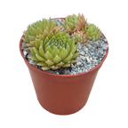 Sempervivum 'Passionata'