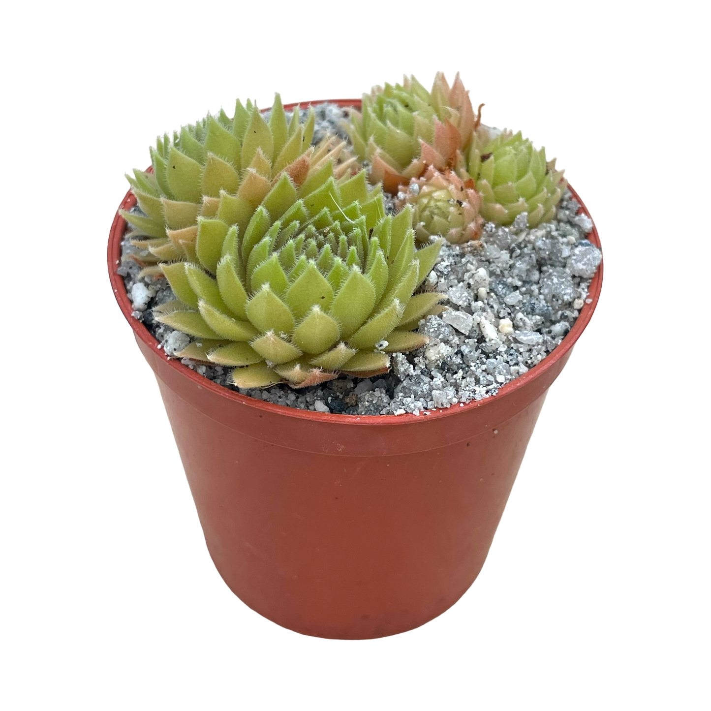 Sempervivum 'Passionata'