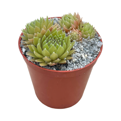 Sempervivum 'Passionata'