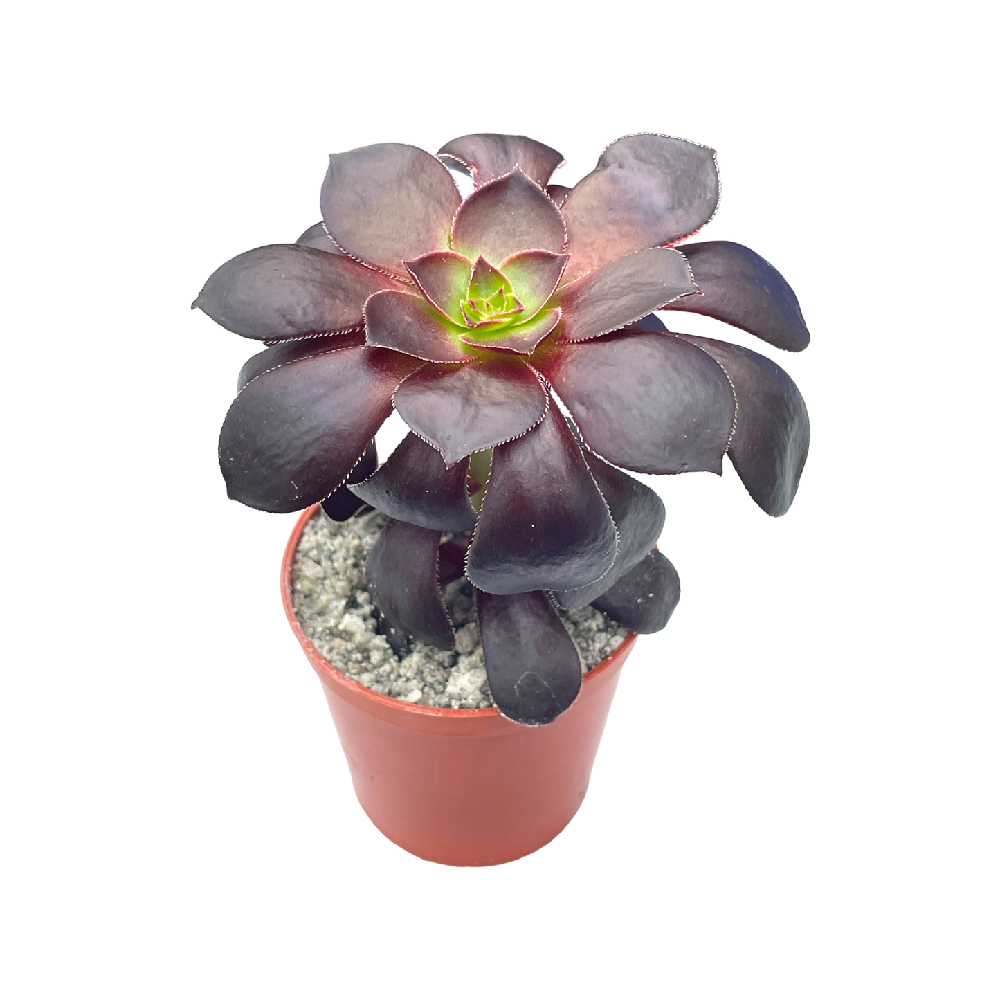 Aeonium 'Blood'