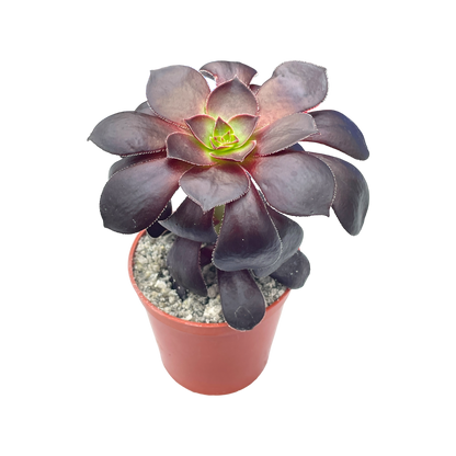 Aeonium 'Blood'