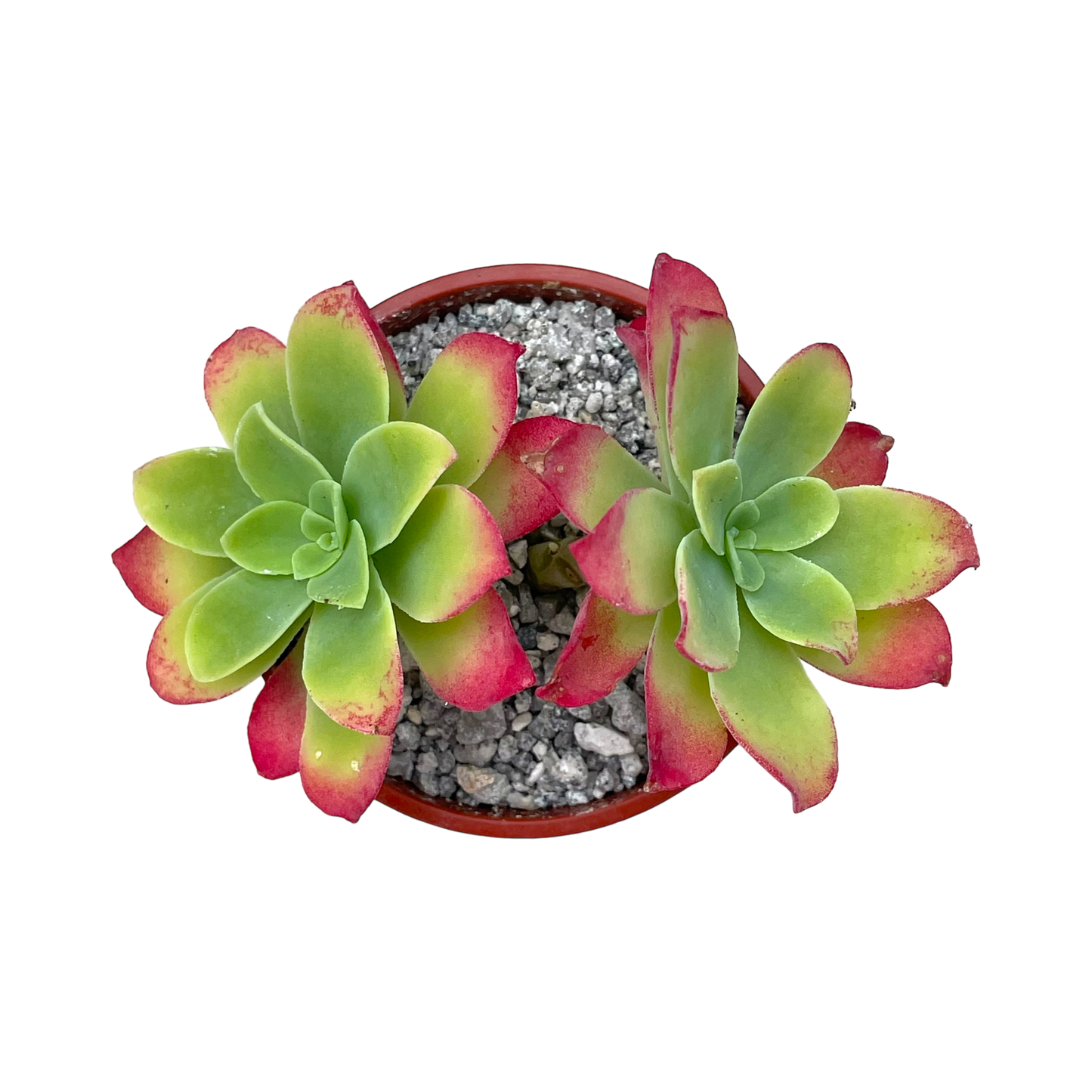 Sedum palmeri