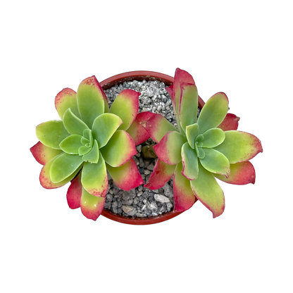 Sedum palmeri