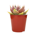 Echeveria 'Crystal Rose'