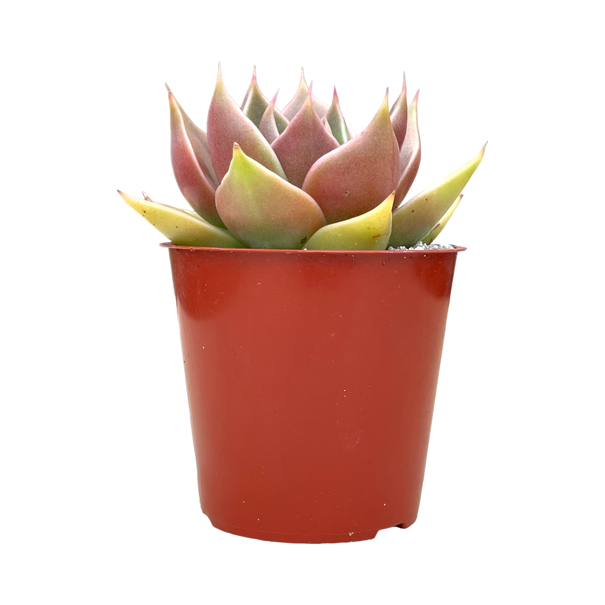 Echeveria 'Crystal Rose'