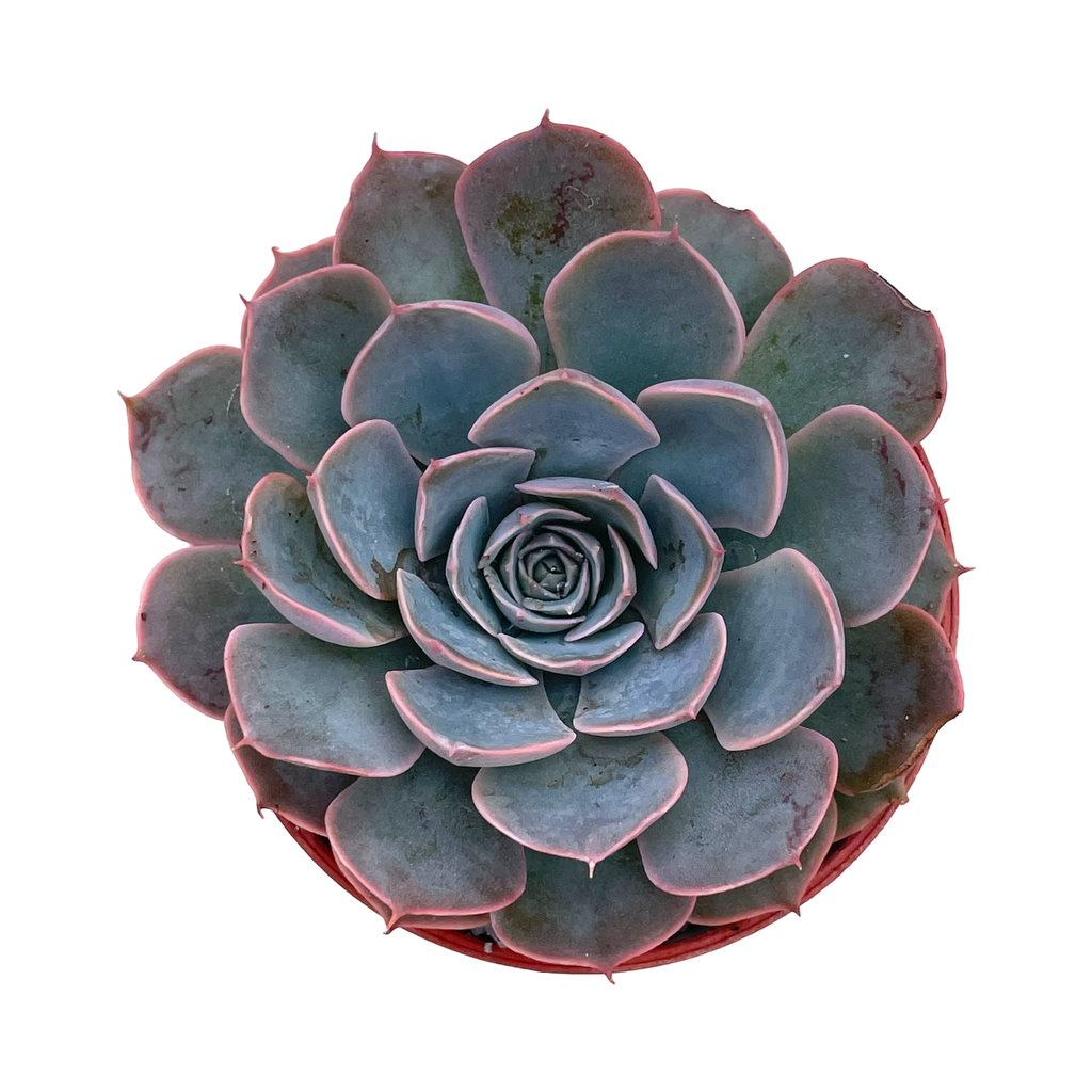 Echeveria secunda x shaviana
