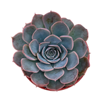 Echeveria secunda x shaviana