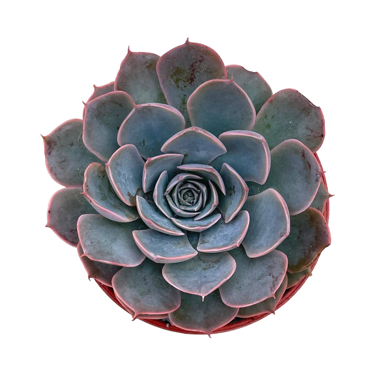 Echeveria secunda x shaviana