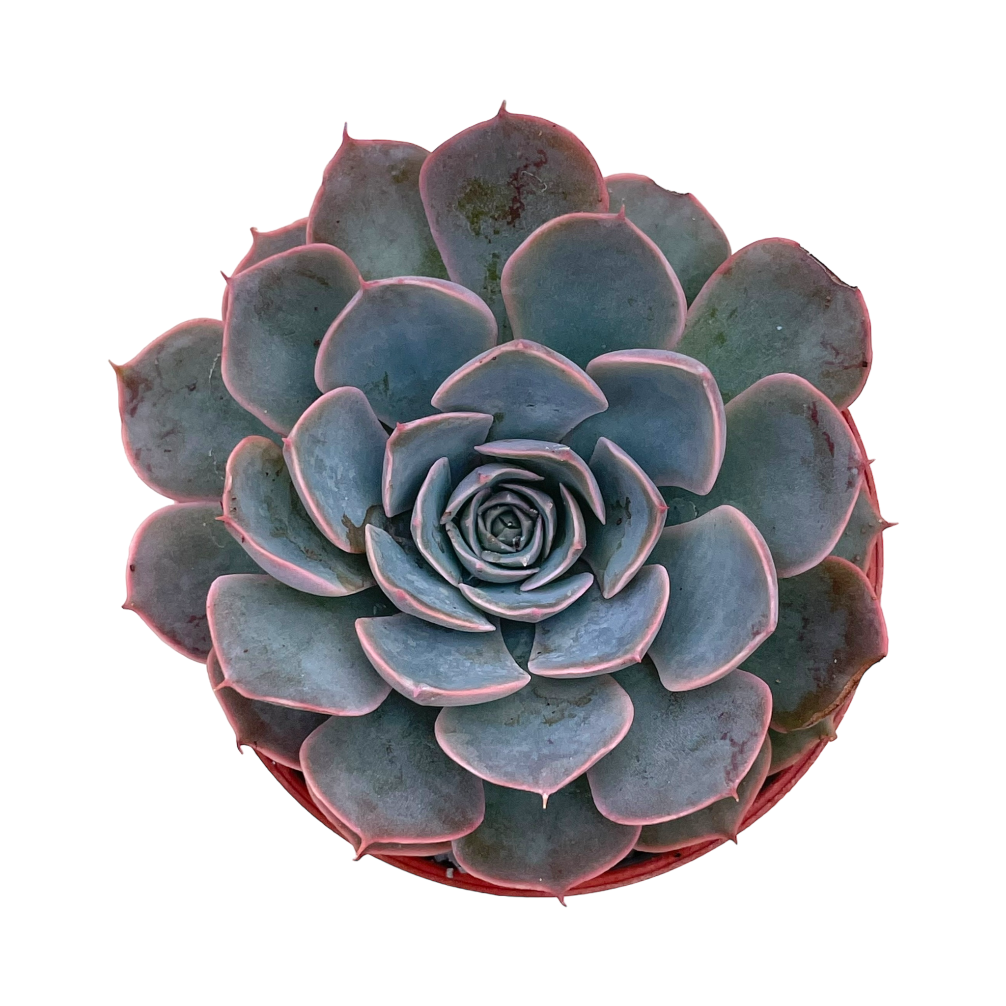 Echeveria secunda x shaviana