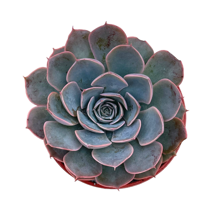 Echeveria secunda x shaviana