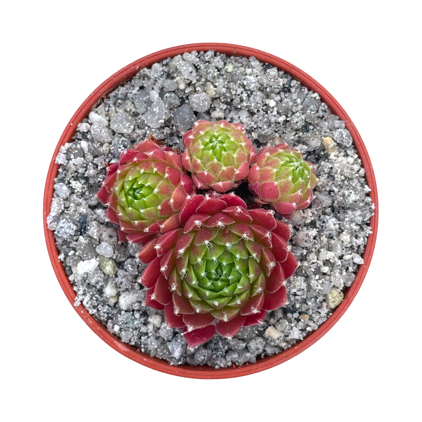 Sempervivum 'Silver Kenovel'