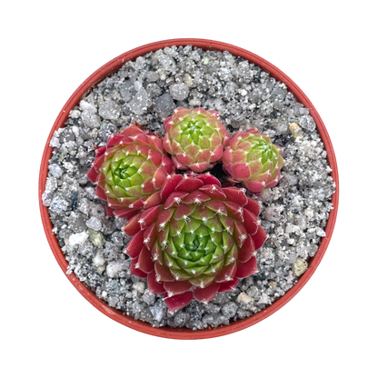 Sempervivum 'Silver Kenovel'