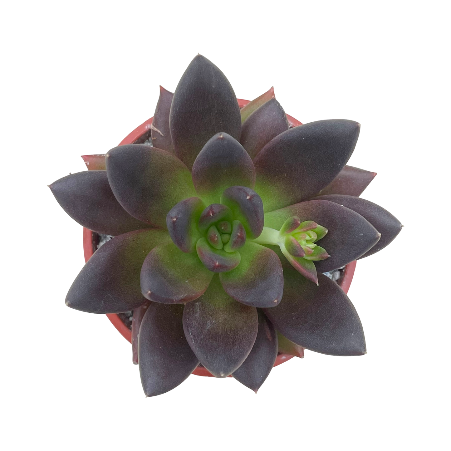 Echeveria affinis