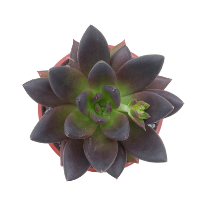 Echeveria affinis