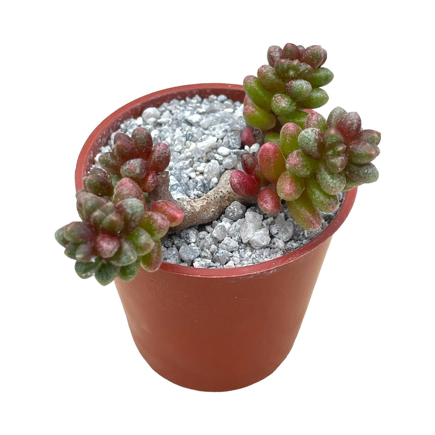 Sedum furfuraceum