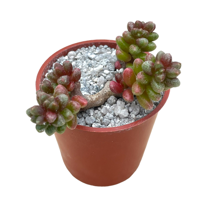 Sedum furfuraceum