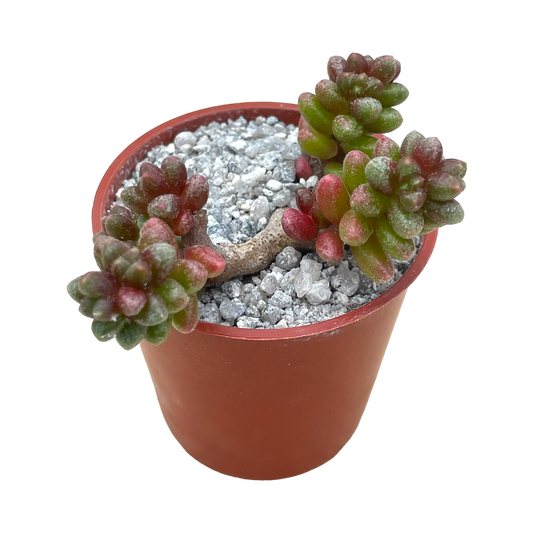 Sedum furfuraceum