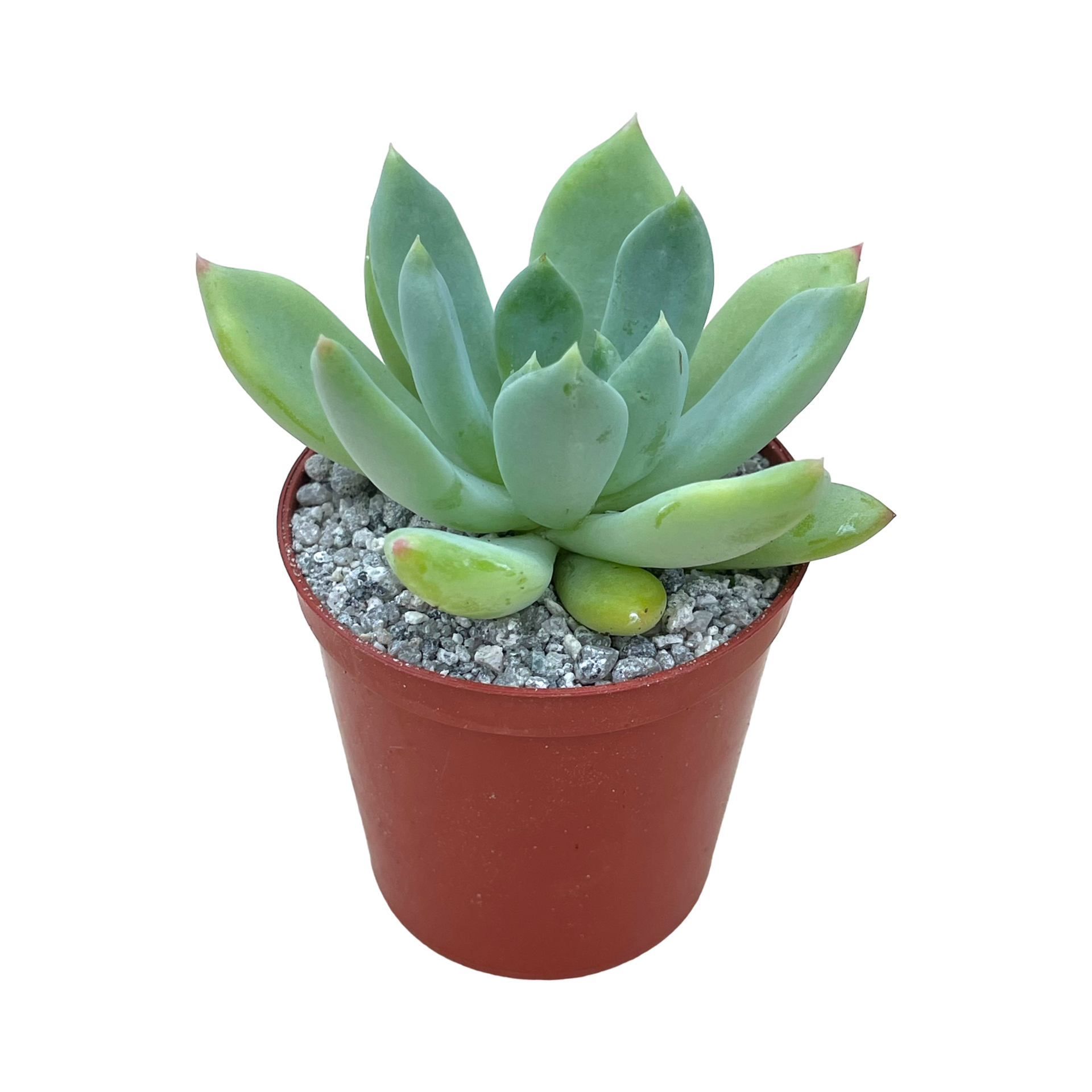 draco succulent Echeveria 'Draco' – Surreal Succulents