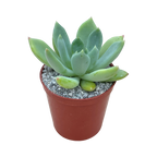 Echeveria 'Draco'