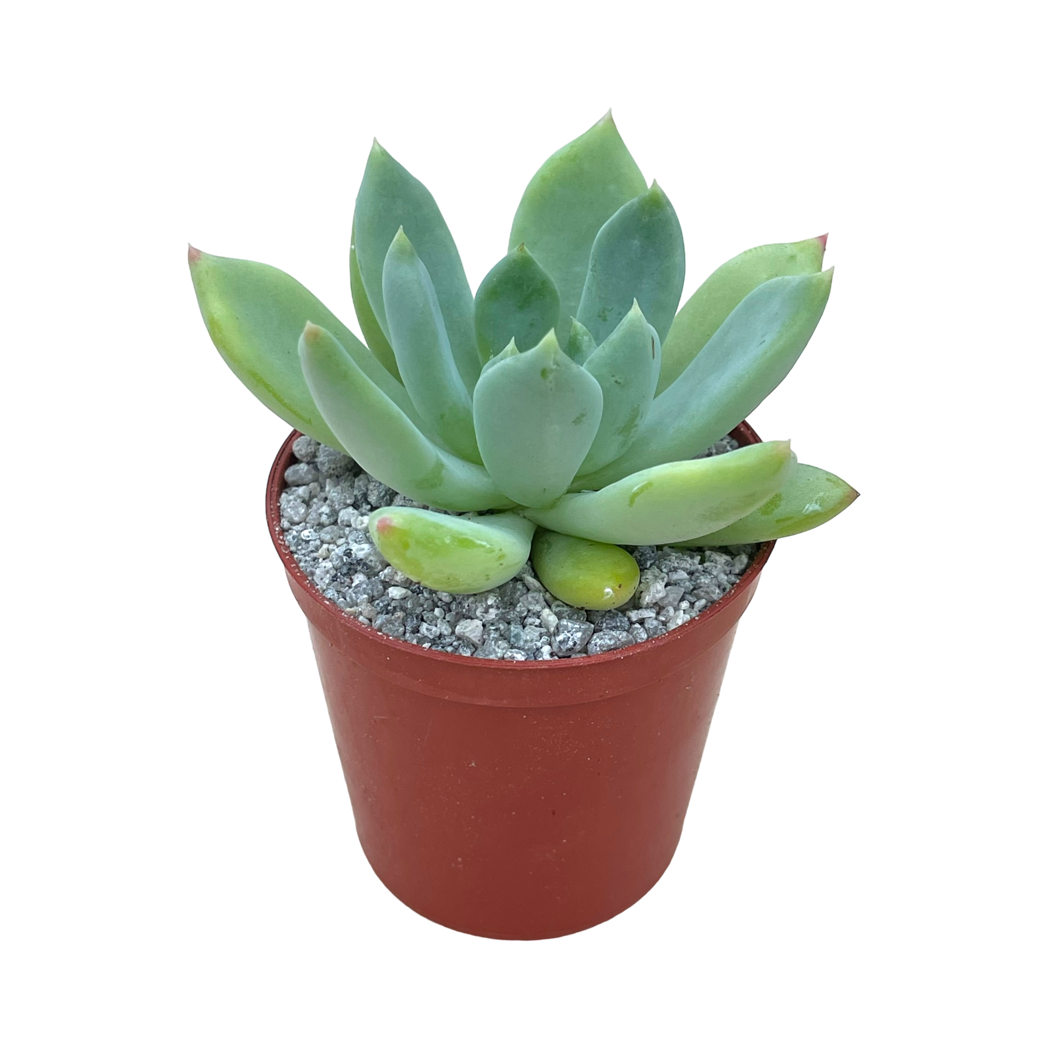 Echeveria 'Draco'