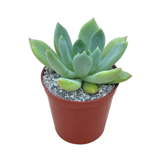 Echeveria 'Draco'