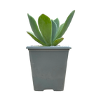 x Pachyveria 'Ursa Major'