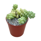 Sedum burrito