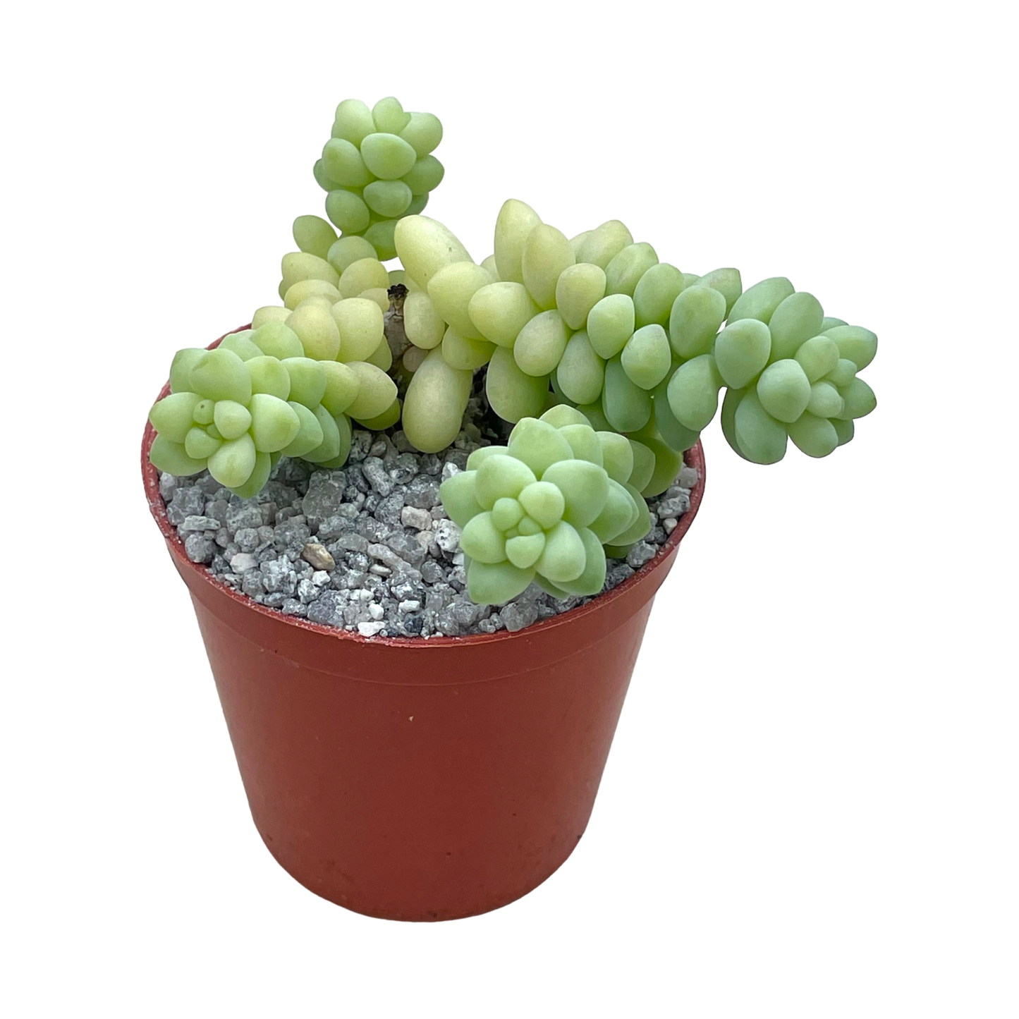 Sedum burrito