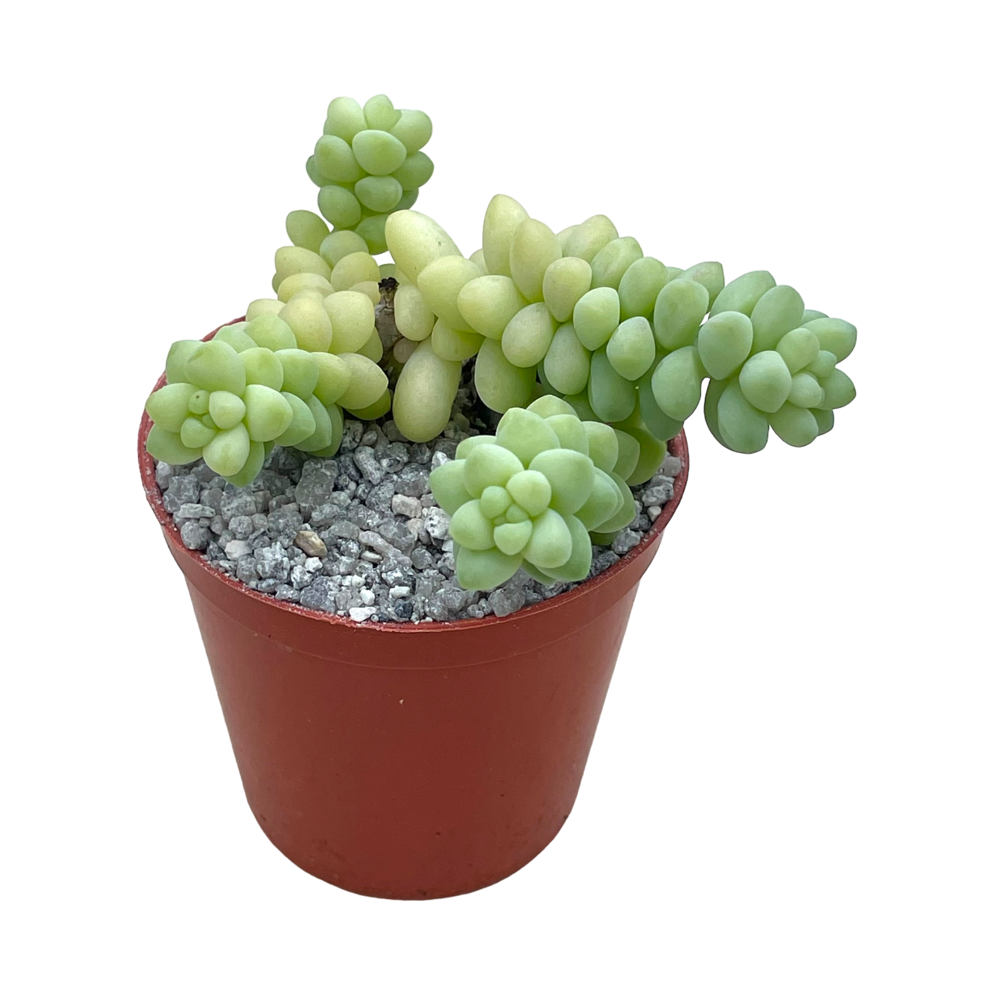 Sedum burrito