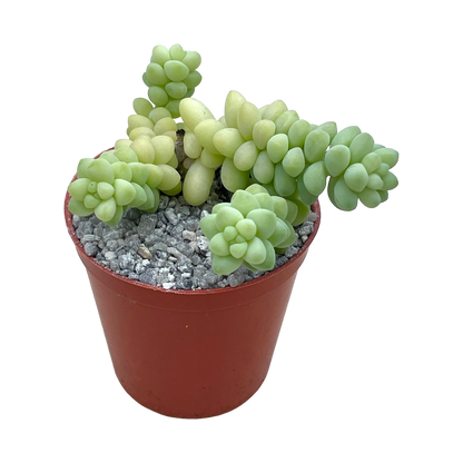 Sedum burrito