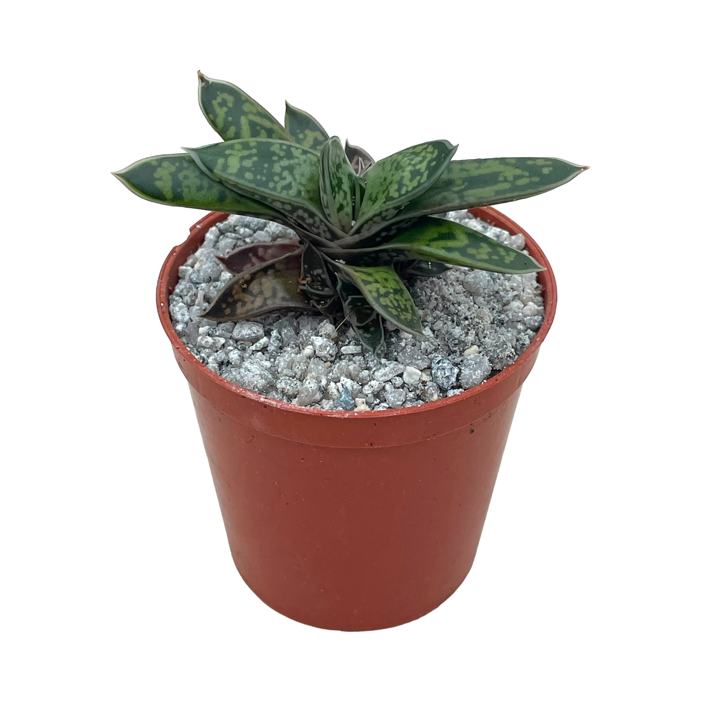 Gasteria bicolor var. liliputana